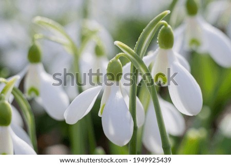 Soft focused macro snowdrops spring first oniony. Beautiful group of blooming white flowers, good for seasonal greeting postcard.