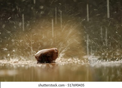 Rain on rocks Images, Stock Photos & Vectors | Shutterstock