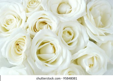 White Rose Images Stock Photos Vectors Shutterstock