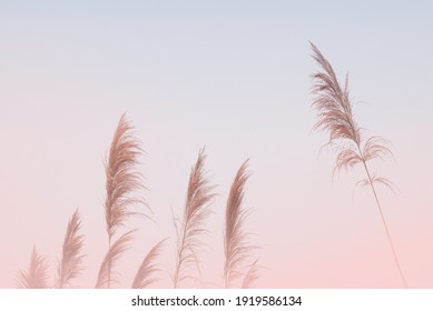 Soft Gently Wind Grass Flowers In Aesthetic Nature Of Early Morning Misty Sky Background. Quiet And Calm Image In Minimal Zen Mood. Spring Nature In Pastel Tone.