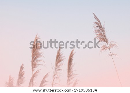 Soft gently wind grass flowers in aesthetic nature of early morning misty sky background. Quiet and calm image in minimal zen mood. Spring nature in pastel tone.