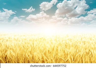 Soft Gold Barley In Field And Beautiful Sky For Background