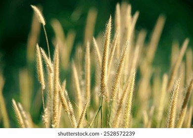 Soft golden grass blades sway gently in the sunlight, creating a tranquil outdoor scene. This close-up captures the beauty of nature and vibrant growth. - Powered by Shutterstock