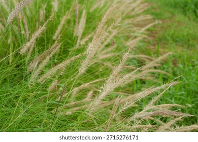 Soft grass foreground with distant wind farm turbines, renewable electricity generation, clean energy technology, sustainable power production, outdoor landscape, green innovation, nature care