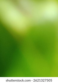 Soft green blurred background with subtle light gradients, evoking a natural and soothing mood.
