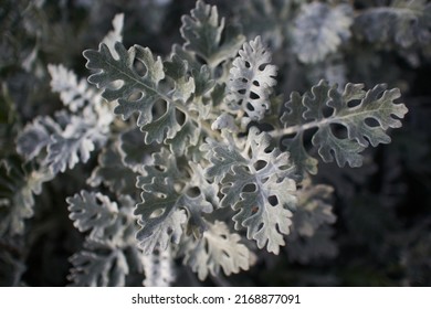 Soft green leaves of Dusty Miller. Selective focus. Top view                       