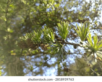 Soft green needles and tiny cones on a larch tree branch.