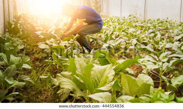 Soft image man harvest organic Chinese kale in\
the Greenhouse nursery.