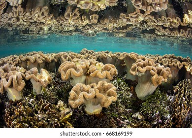 leather coral images stock