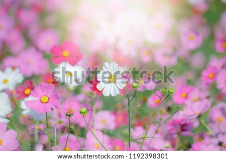 Similar – pink daisy Natur Frühling