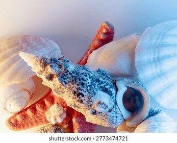 Soft light bathes assorted seashells. Colorful spirals and textured ridges dominate the frame. One shell displays bold black-and-white speckles. Coral-tinted starfish adds contrast beneath