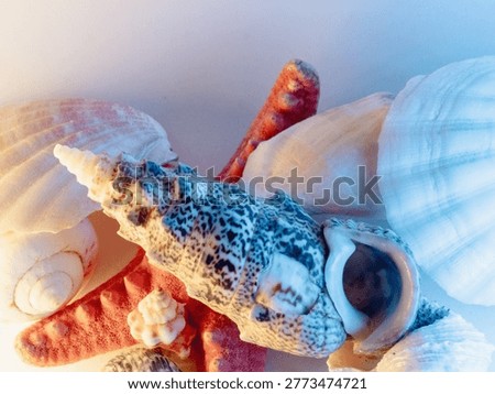 Soft light bathes assorted seashells. Colorful spirals and textured ridges dominate the frame. One shell displays bold black-and-white speckles. Coral-tinted starfish adds contrast beneath
