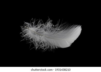 Soft and Light Feather Falling Down Isolated on Black Background.