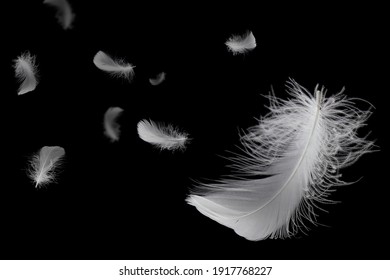Soft and light fluffy feathers floating in the dark. black background.	