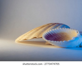 Soft light glows on two seashells resting side by side. One shell curves gently, cream and warm-toned. The other gleams with purple and blue hues. They lie on a plain, neutral surface