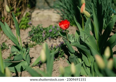 In soft light on a blurred background with space for text. Holland's tulip blooms red in spring. Red tulips in the home garden