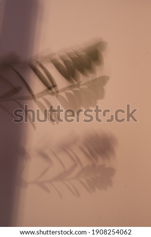       soft light and shadows from branches, plant and leaves                         