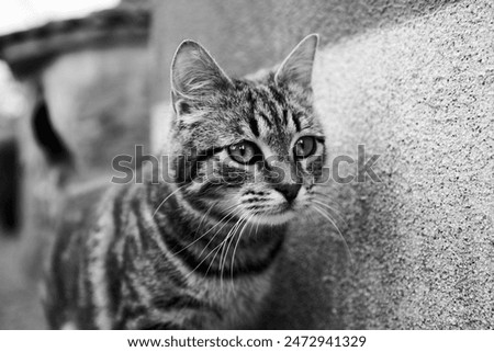 Similar – Cat Close-Up Animal Pet