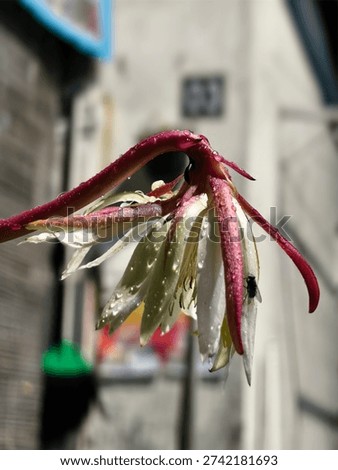 Soft lighting emphasizes the flower's dimensions, creating subtle shadows that add depth to each petal's curve.