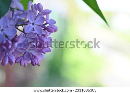 soft lilac, pink flowers mauve, art beautiful bokeh, close up of lilac flowers, lilac flowers on a branch, Pink mulberry flowering background, Bright pink lilac blooming with flowers and buds close up
