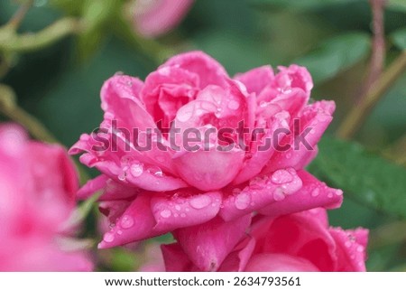 Soft Macro View of Rain-Drenched Pink Rose Petals