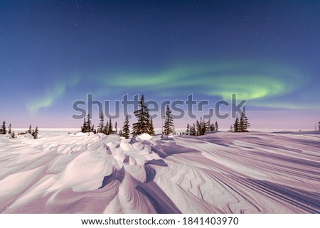 soft northern lights aurora show over sparse spruce trees and wind blown snow drift ストックフォト © 