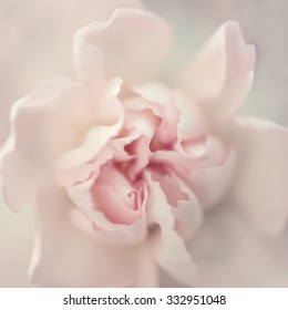 Soft Pale Pink Rose