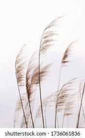 Soft Pampas Grass In The Sky