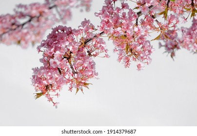 Soft pastel color,Beautiful cherry blossom (Sakura) blooming with fading into pastel pink sakura flower,full bloom a spring season in japan - Shutterstock ID 1914379687