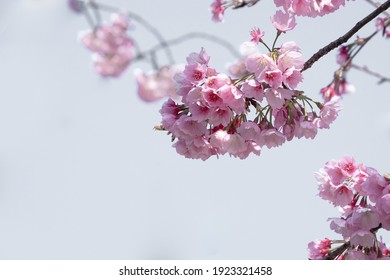 Soft pastel color,Beautiful cherry blossom (Sakura) blooming with fading into pastel pink sakura flower,full bloom a spring season in japan - Shutterstock ID 1923321458