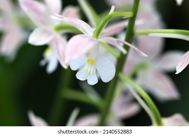 Soft pastel colored Japanese Phalaenopsis orchid "Kochoran)" Bonsai flower closeup macro photography.