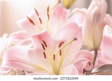 Soft petals, anther, stamens, stigma, filaments and bud of Light baby Pink fragrant Lilies.