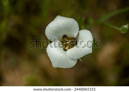 Soft Petals of Sego Lily Opening in Yosemite National Park