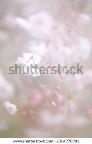 Similar – quitten in bloom Natur