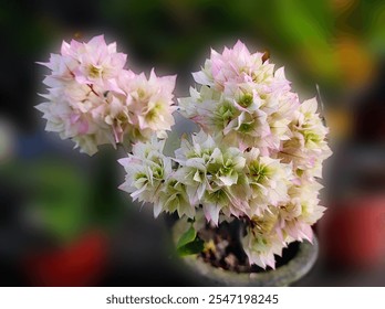 Soft pink Bougainvillea glabra flowers close up view of an Indian garden during the winter season.the lesser bougainvillea or paperflower.  - Powered by Shutterstock