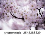 Soft pink cherry blossoms blooming on tree branches, creating a delicate and dreamy scene with a blurred background, capturing the essence of springtime.