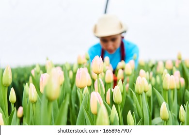 soft pink closed buds of growing tulips in a greenhouse and blurred female farmer in the background