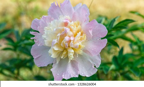 Soft Pink Cream Peony Flower Head Close Up In Garden With Green Leaves On A Sunny Day. Lat. Paeonia Lactiflora Raspberry Sundae