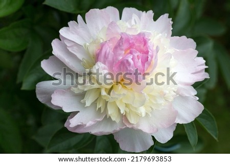 Similar – Image, Stock Photo Flowering lilac in double exposure