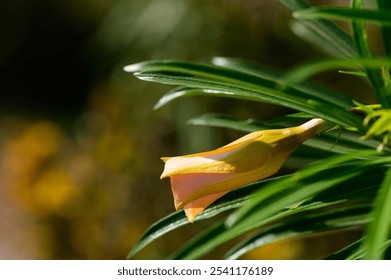 A soft pink flower blooms gracefully among lush green foliage, basking in warm morning sunlight under a clear sky. - Powered by Shutterstock