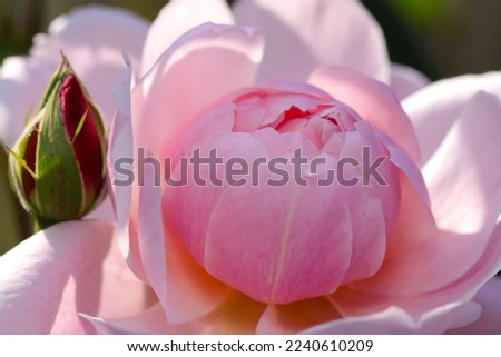 Soft pink flower head and blossom of Rosa chinensis (China rose, Monthly rose), close up macro photography.