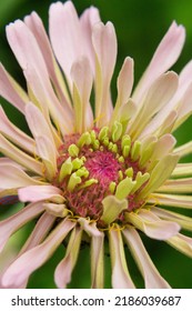 A Soft Pink And Green Zinnia Growing In The Garden.