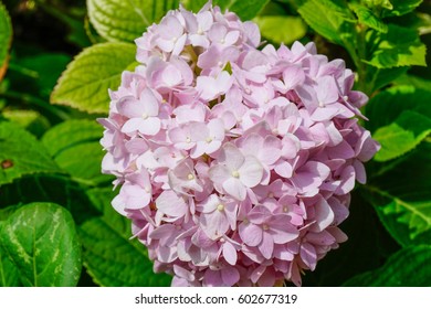 Soft Pink Hydrangea Bush