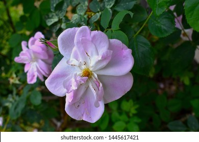 A soft pink imperfect flower