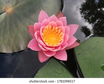 Soft Pink Lotus Flowers In The Queen Sirikit Park