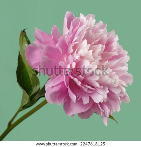 Soft pink peony flower isolated on light green background.
