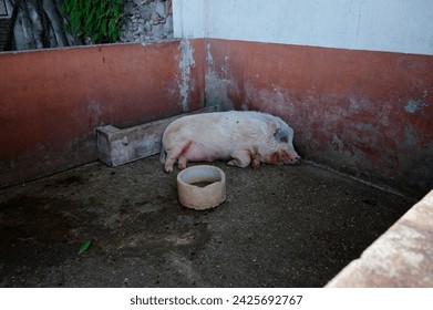  Soft pink pig in slumber within a solitary pen, a humble water bowl resting nearby.