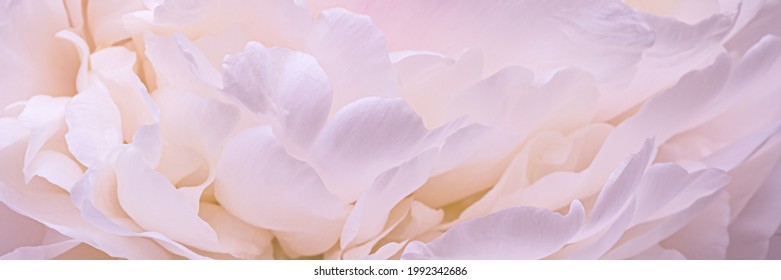 13,265,406 Blossoms Stock Photos, Images & Photography | Shutterstock