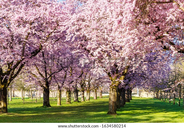 Rosy flowers of cherry tree. Wonderful scenic wall mural