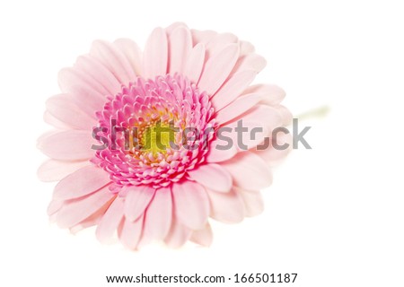 Soft pink single stem gerbera isolated on a white background